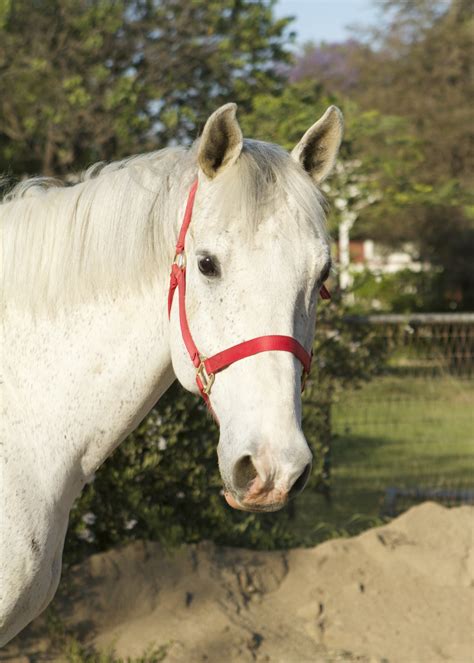 rescue horses for adoption.